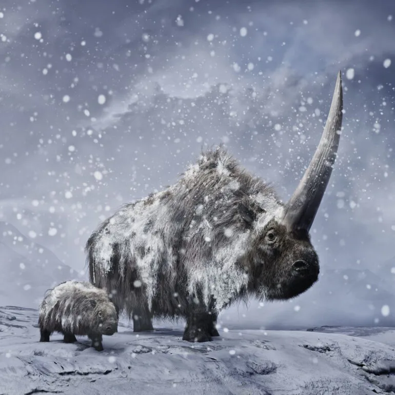 A female Elasmotherium sibiricum Fischer with her calf