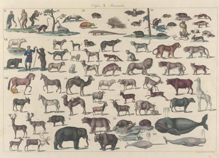 Lumnitzer 1825 Tafeln