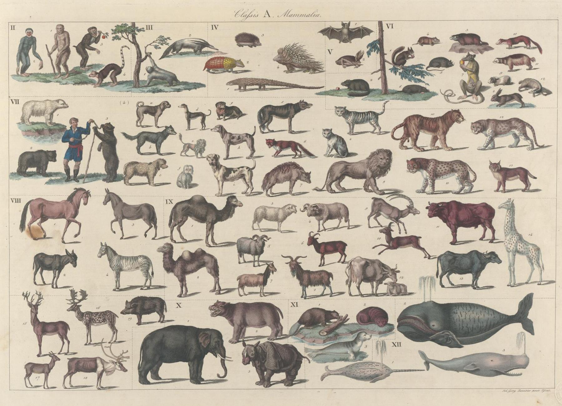 Lumnitzer 1825 Tafeln