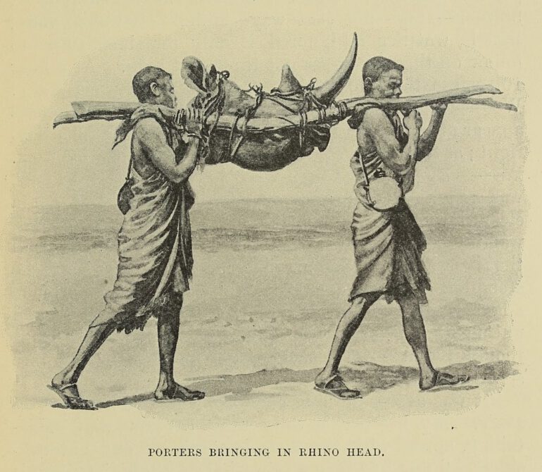 Chapman 1908 rhino head