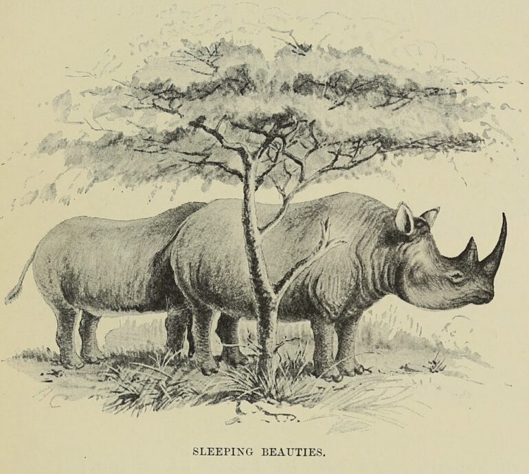 Chapman 1908 Beauties