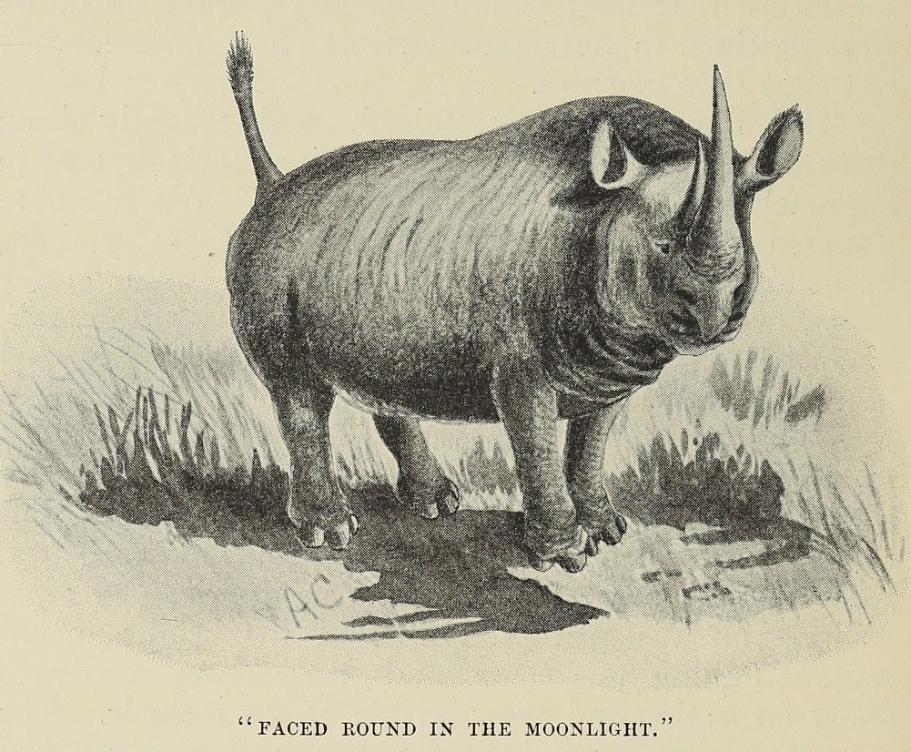 Chapman 1908 moonlight