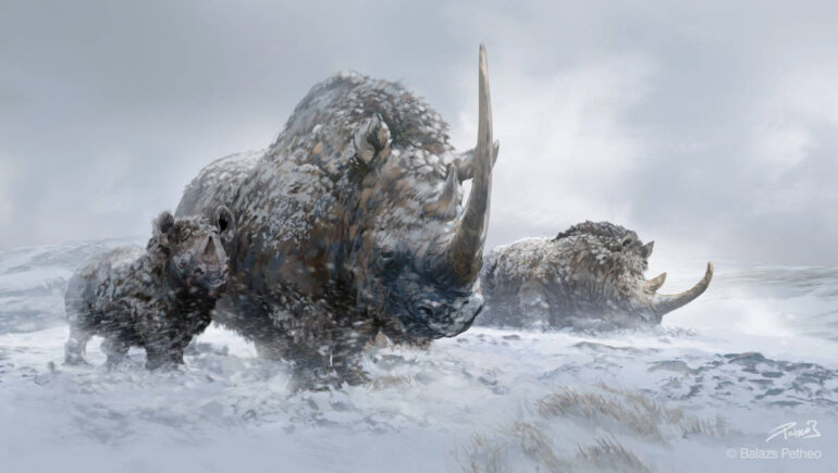Woolly rhinoceroses by Petheo Balazs
