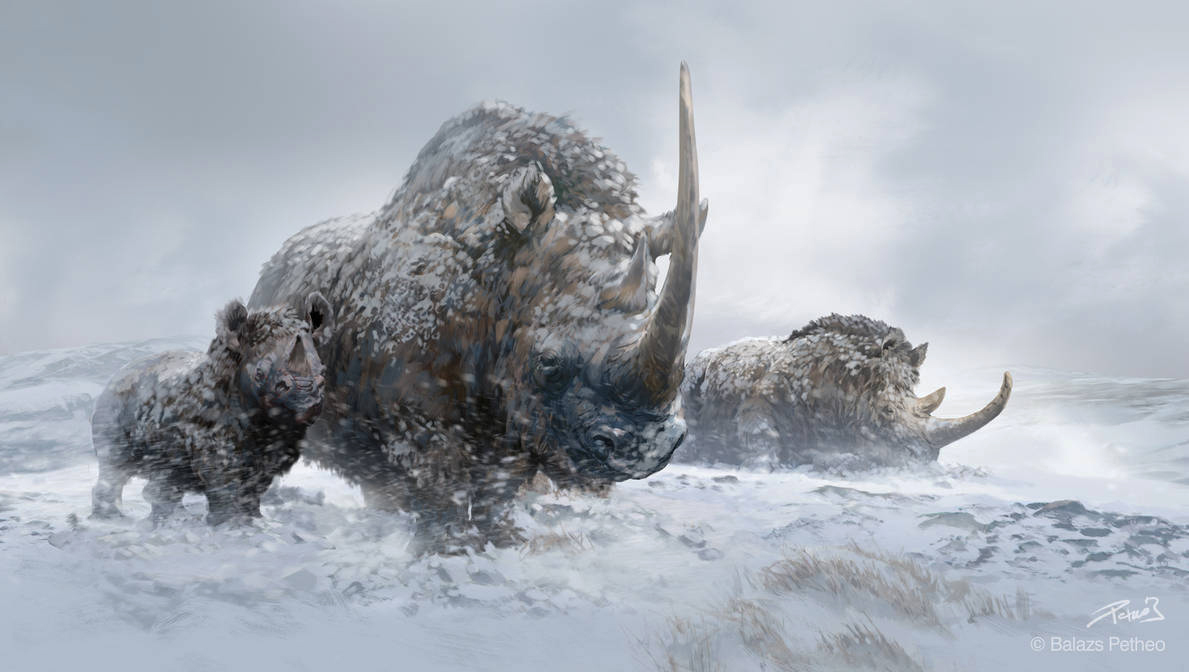 Woolly rhinoceroses by Petheo Balazs