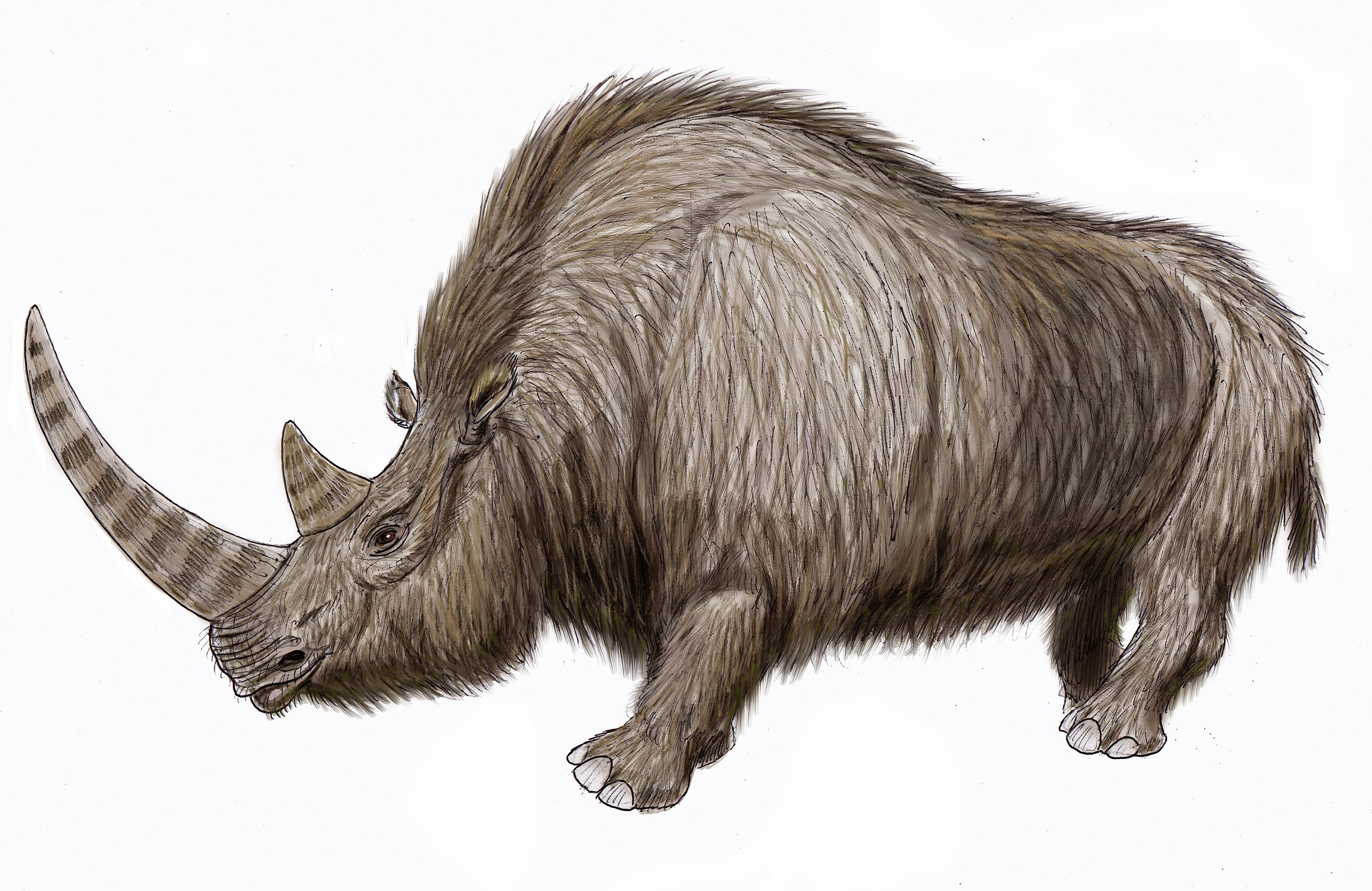 A woolly rhinoceros reconstruction