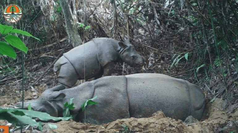Javan rhino birth – February 2023