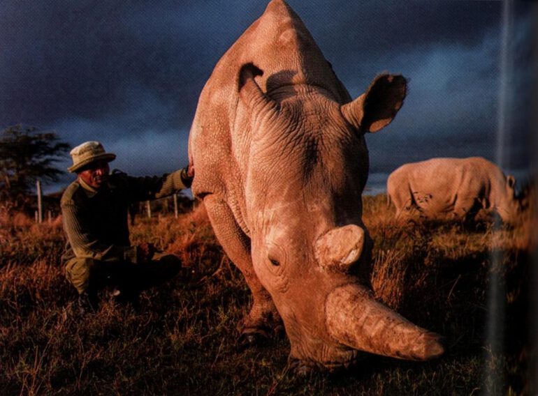 Videmsek 2023 Northern white 5