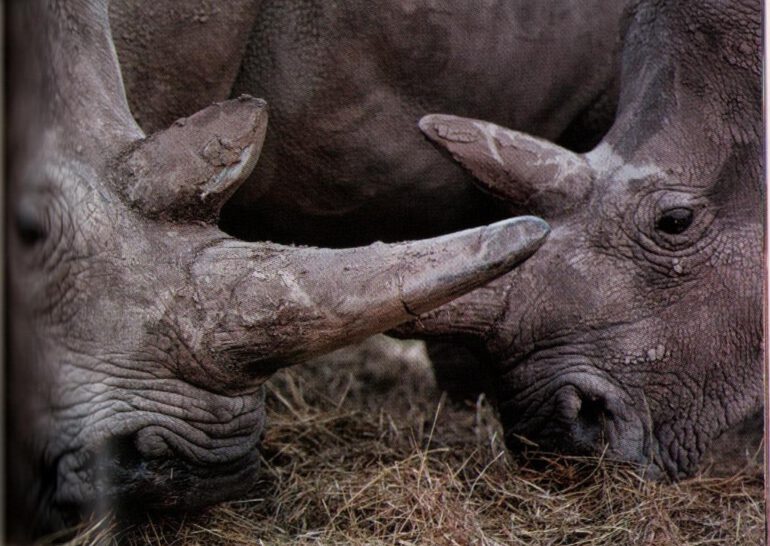 Videmsek 2023 Northern white 1