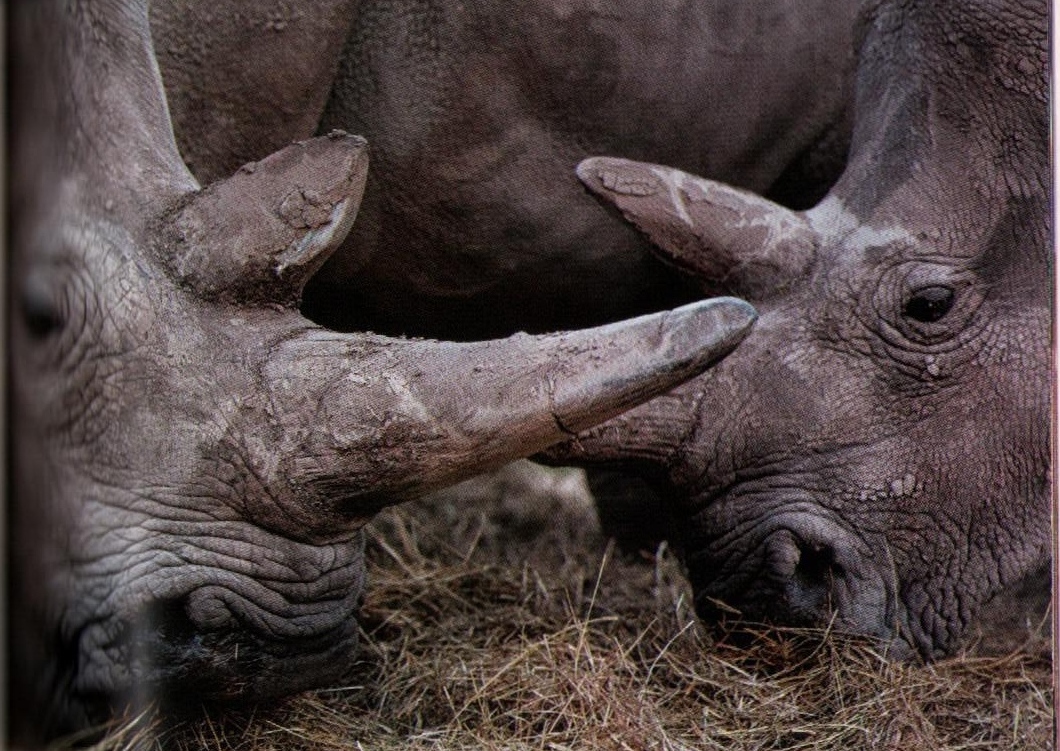 Videmsek 2023 Northern white 1