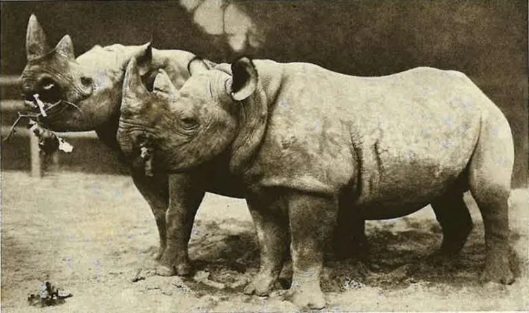 Hagenbeck Zoo black rhinos — Rhino Resource Center