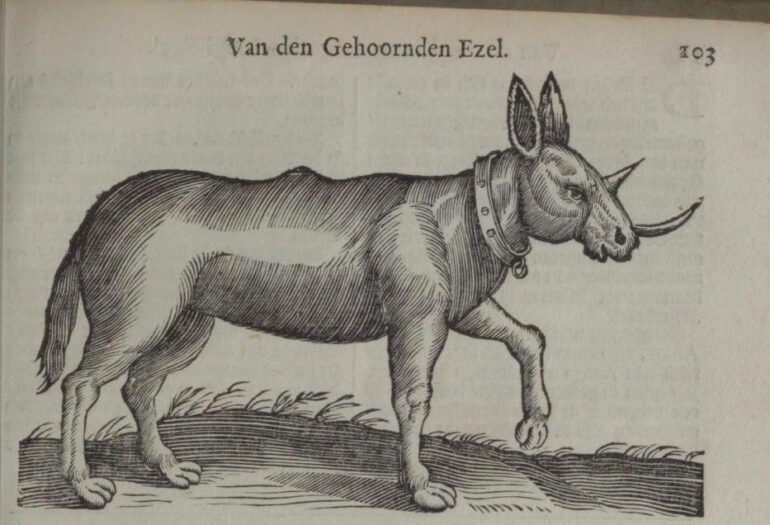 Nylant 1672 Horned Ass