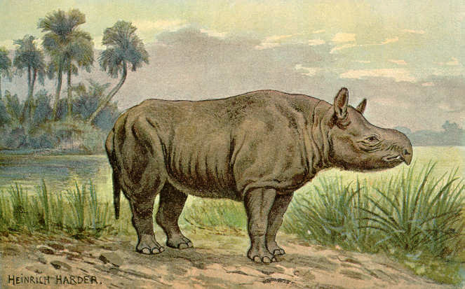 A reconstruction of Aceratherium incisivum Cuvier, 1822