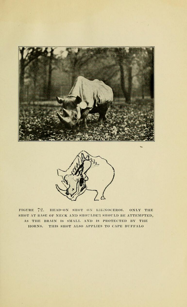 Caswell 1920 black rhino