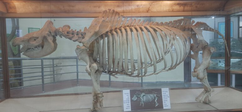 Bhubaneswar Museum – Black Rhino