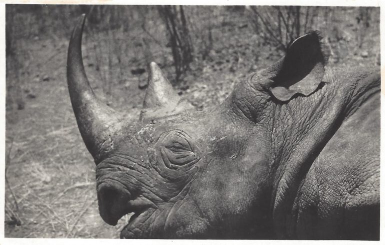 Western Black Rhinoceros in Cameroon