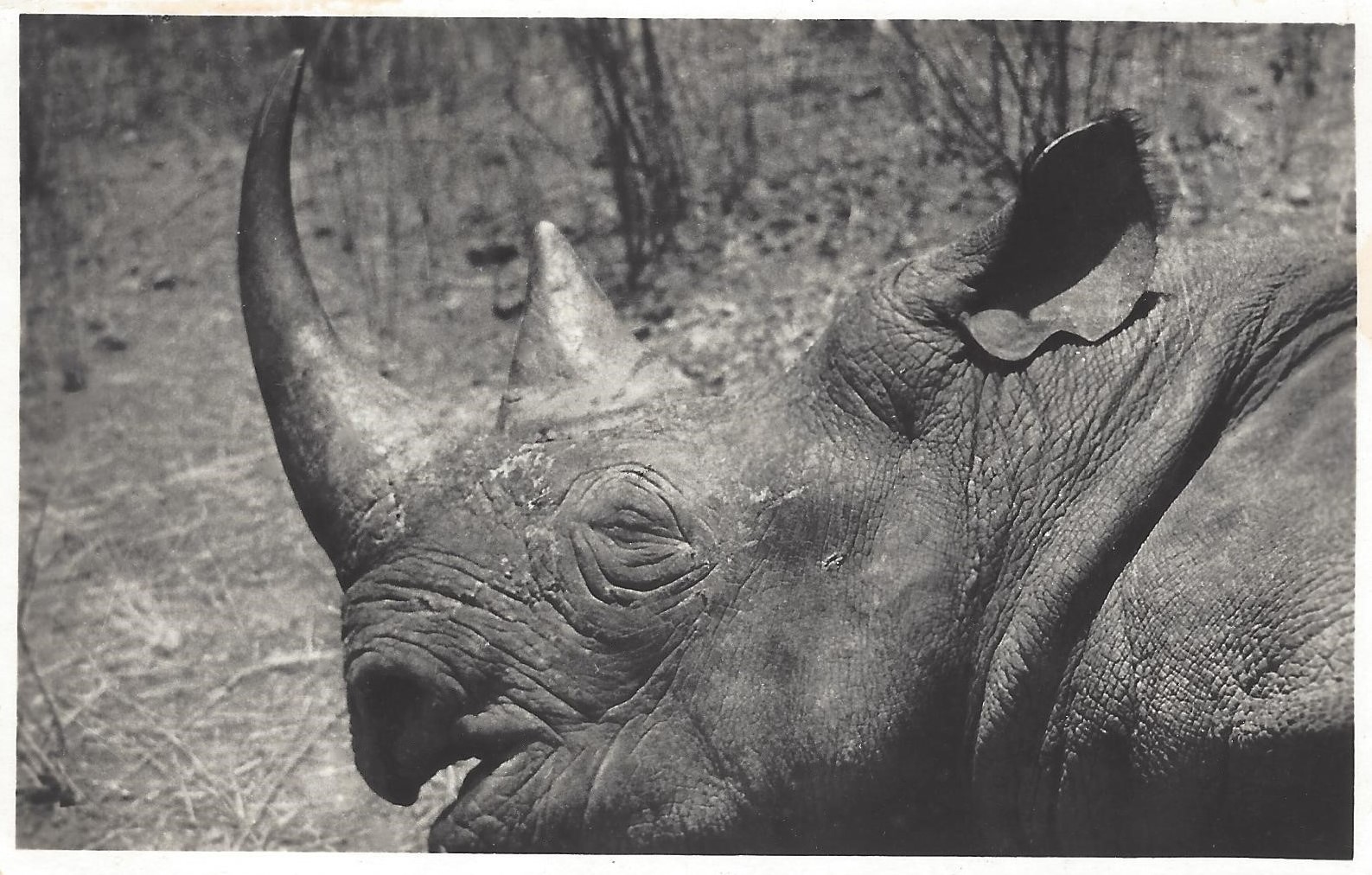 Western Black Rhinoceros in Cameroon