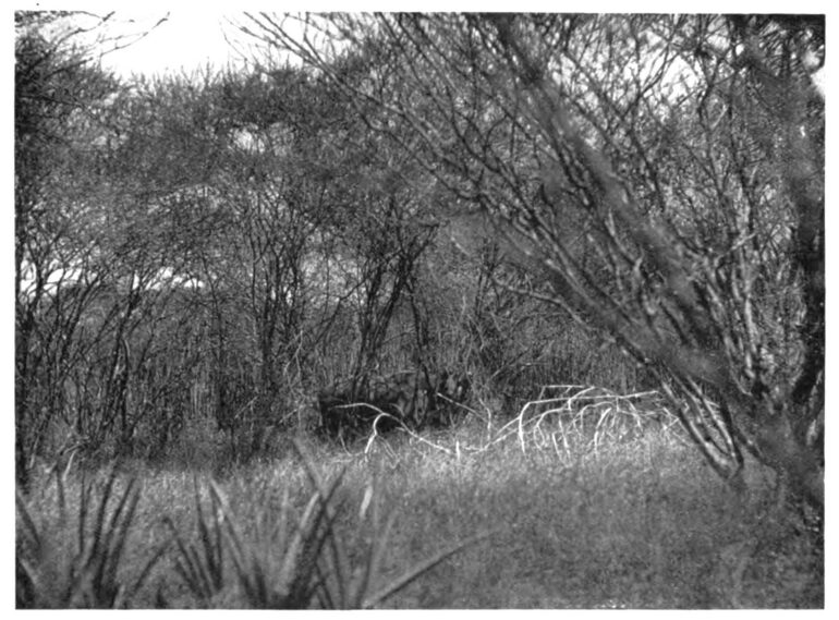 Black rhinoceros in covert