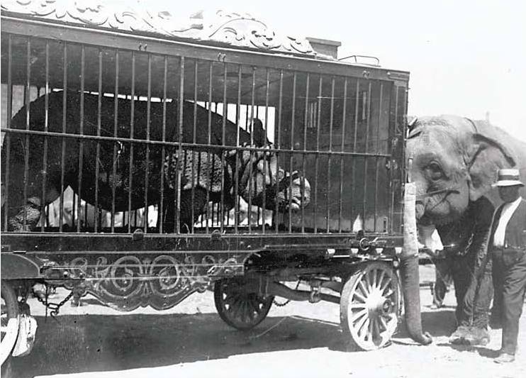 Old Bill in Ringling, 1923