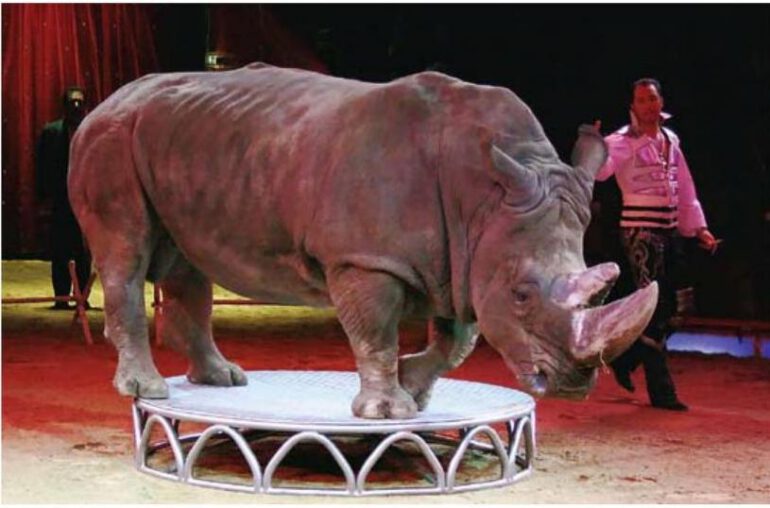 White rhino in Circus Krone