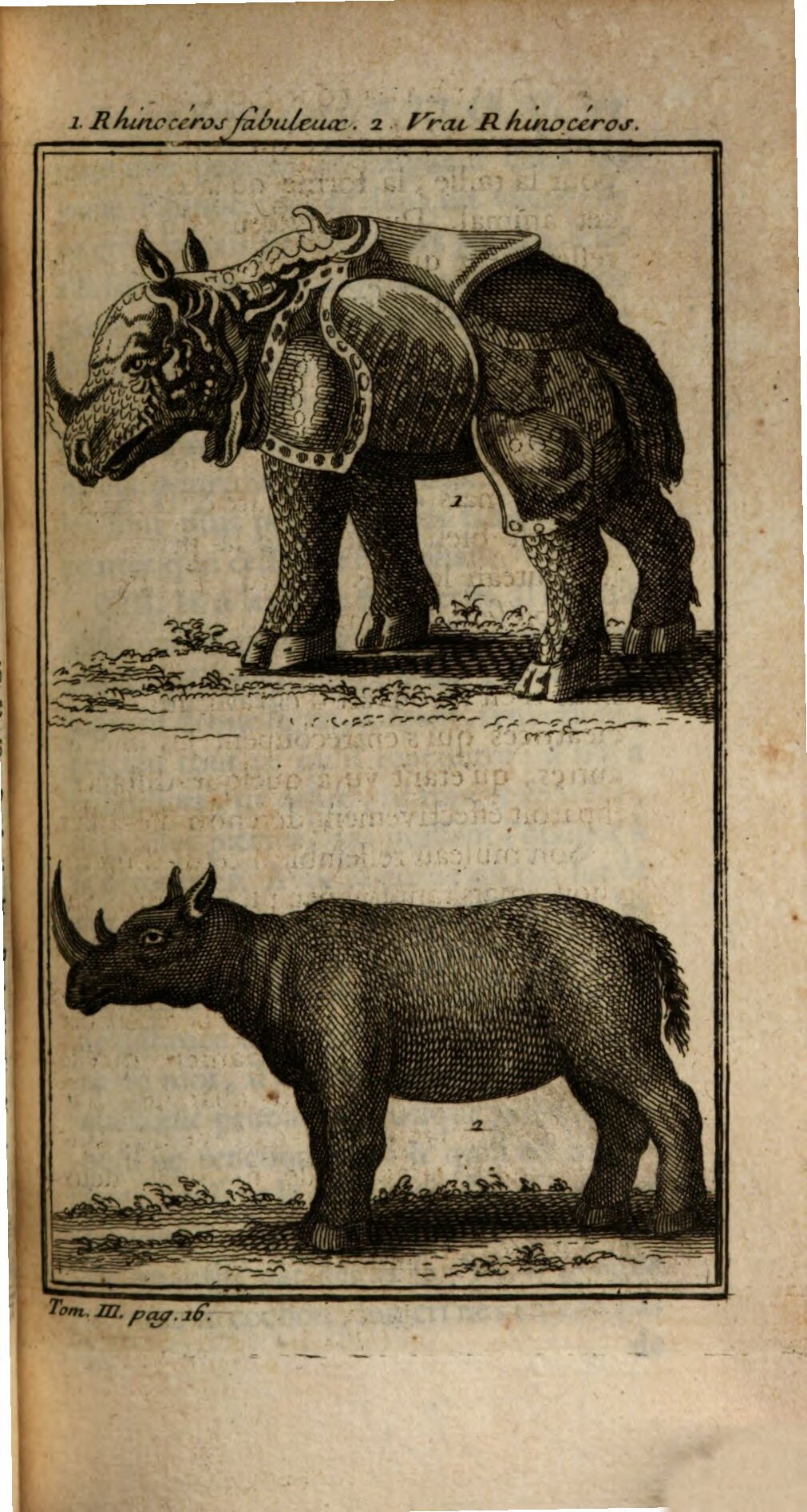 Kolb 1743 Rhinos in Africa