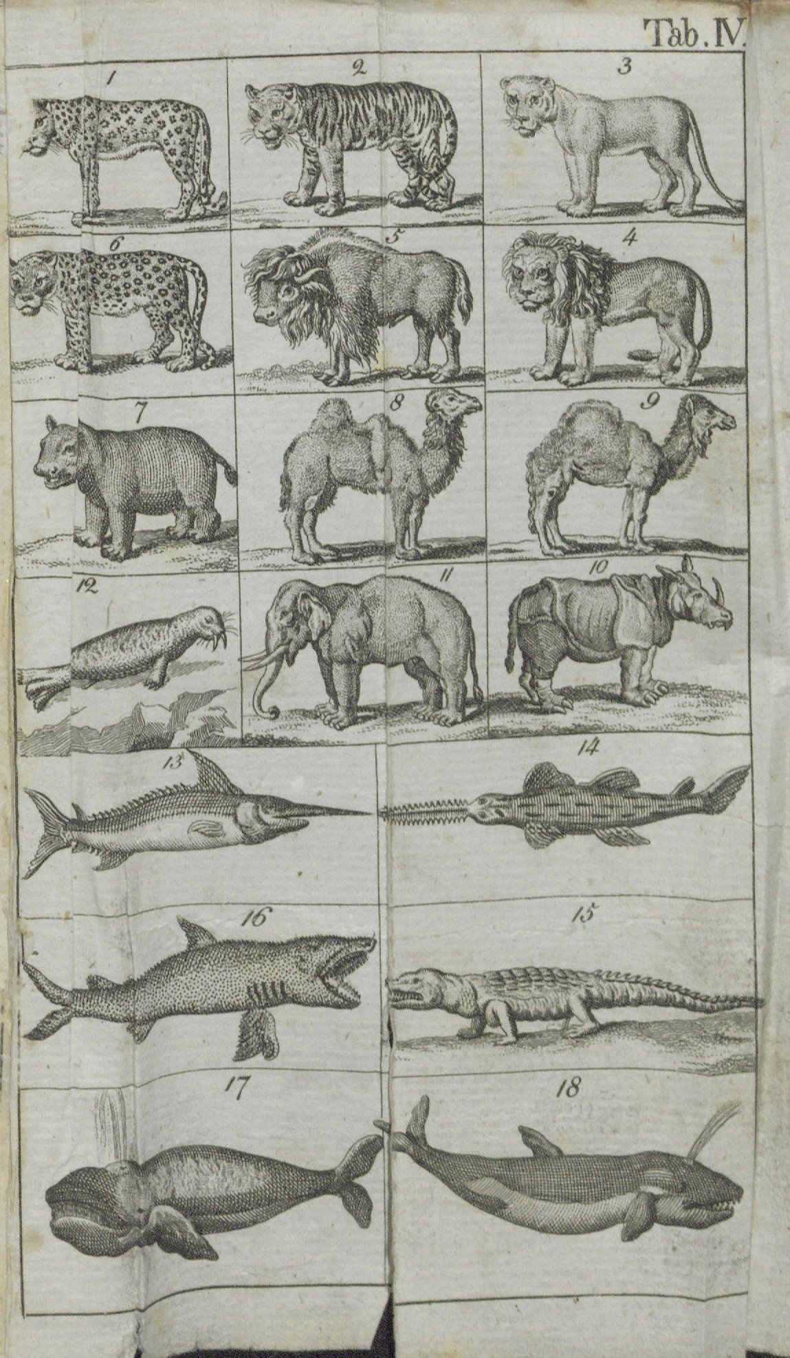 Raff 1792 Naturgeschichte