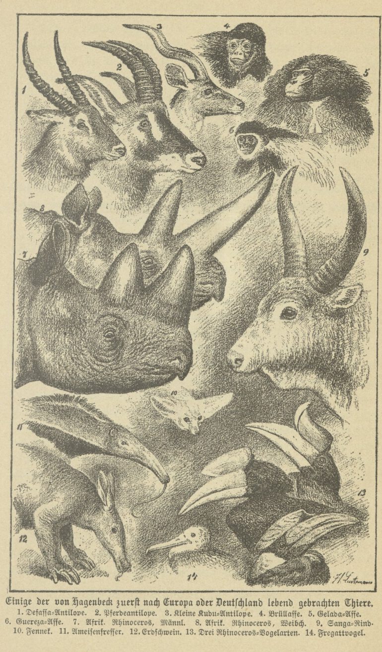 Leutemann 1887 Hagenbeck rhinos