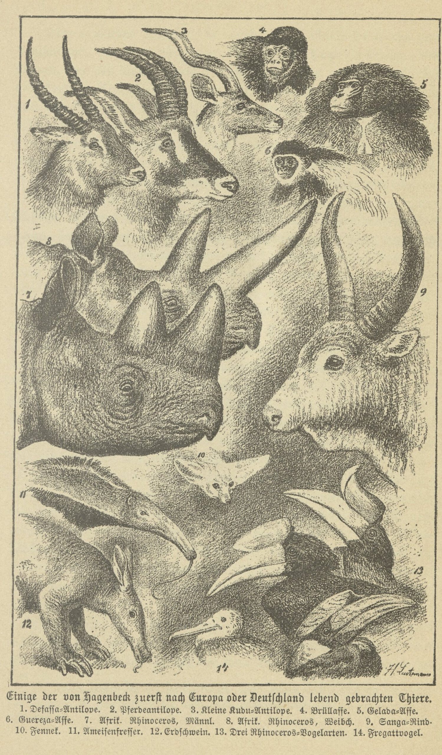 Leutemann 1887 Hagenbeck rhinos