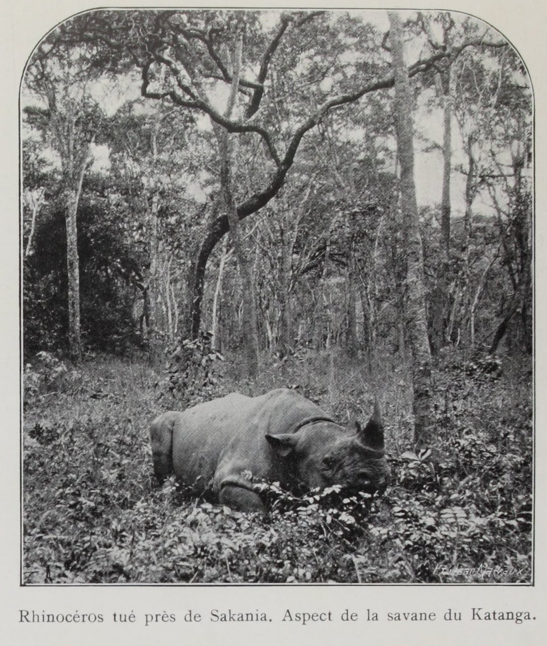 Katanga 1910 rhino hunt