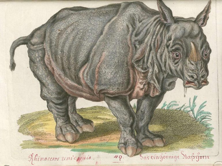 Spalowski 1795 unicornis