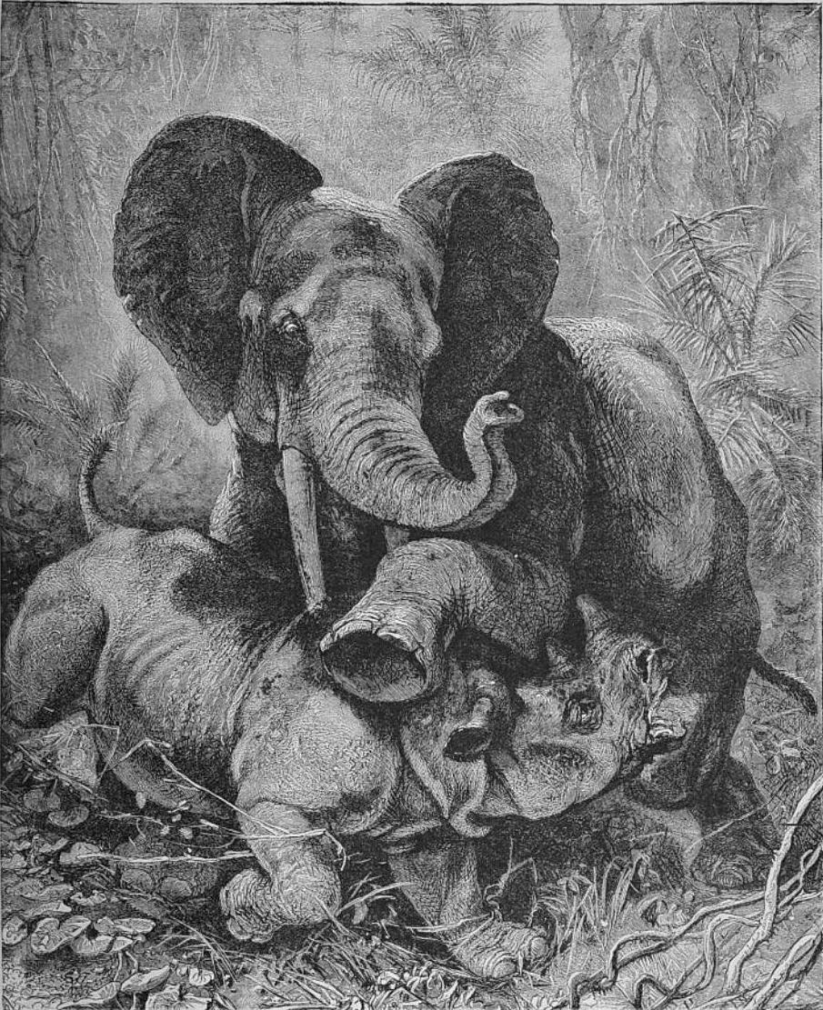 Fight 1884 with elephant