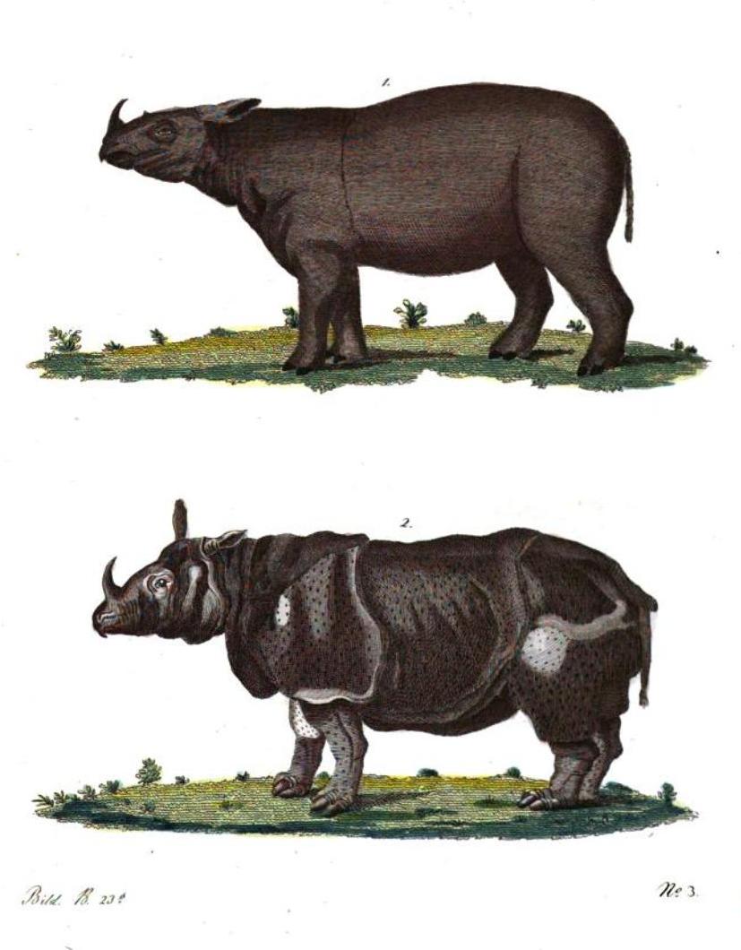 Bertuch 1803 Neues Bilderbuch