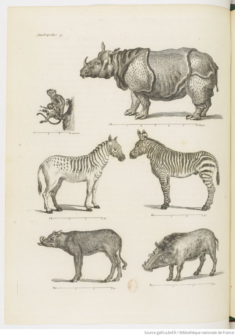 Porte-feuille 1794 Buffon