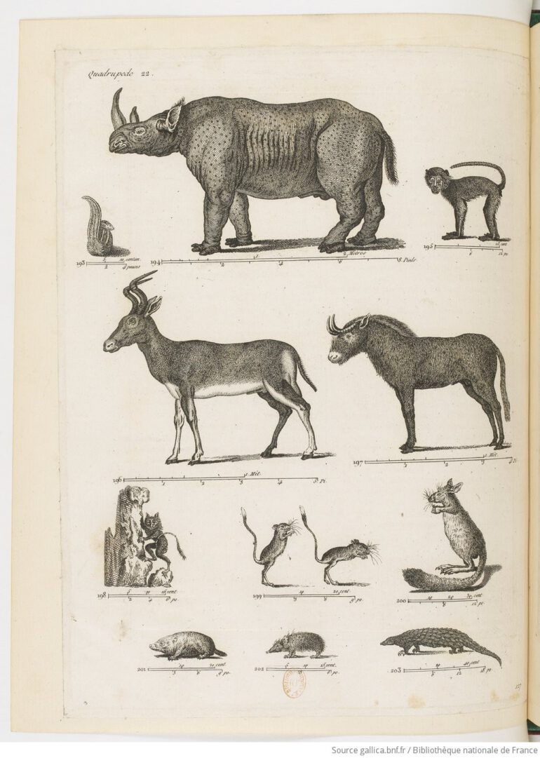 Porte-feuille 1794 bicornis