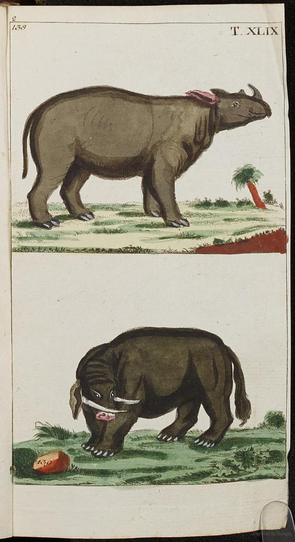 Wilhelm 1808 Sumatran