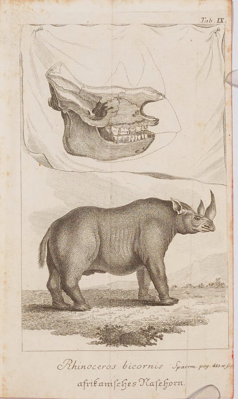 Sparrman 1784 bicornis