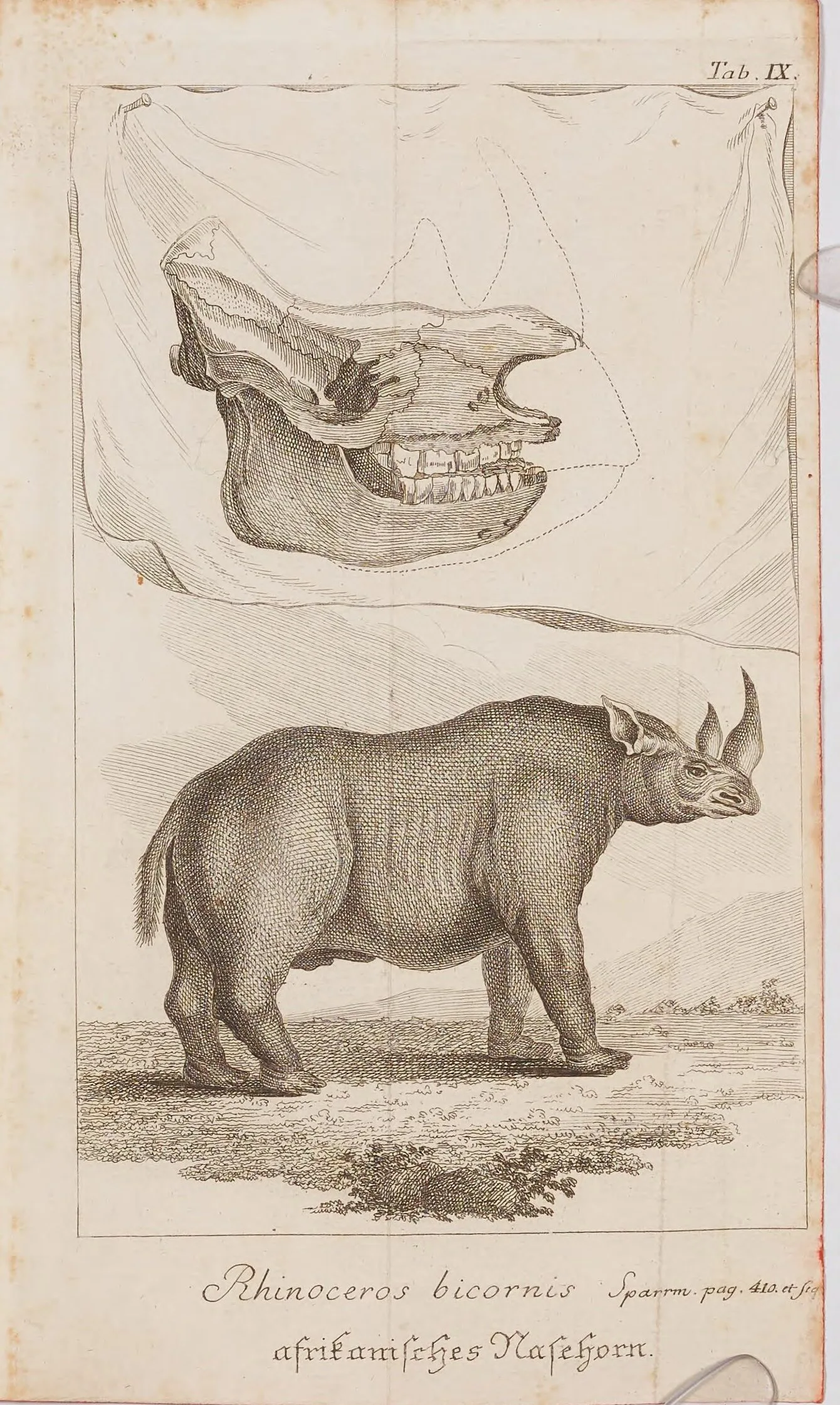 Sparrman 1784 bicornis