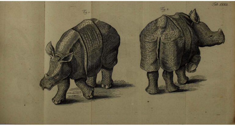 Linnaeus 1773 Parsons