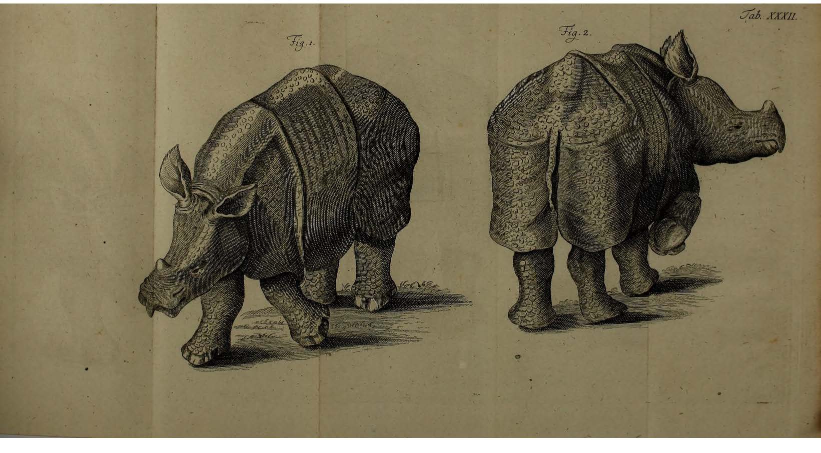 Linnaeus 1773 Parsons