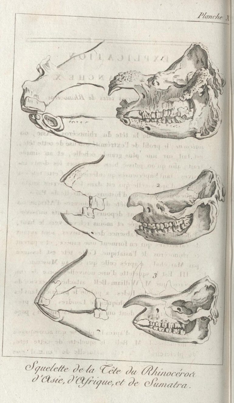 Faujas 1803 rhino skulls