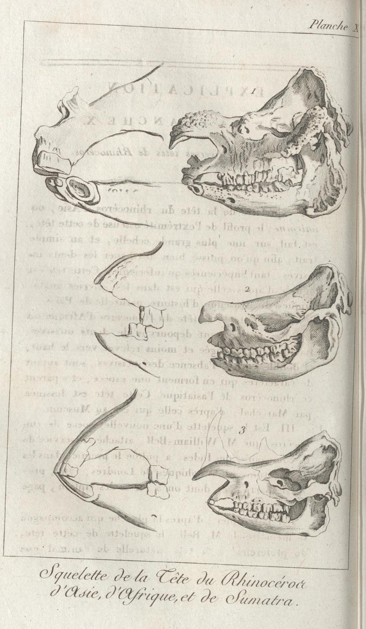 Faujas 1803 rhino skulls