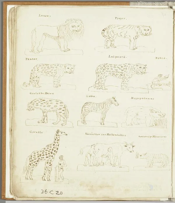 Hoppenstok 1816 African