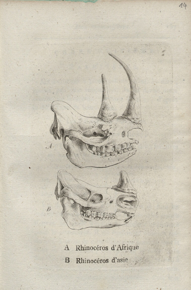 Blumenbach 1803 Manuel