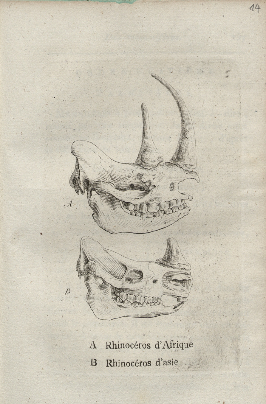Blumenbach 1803 Manuel