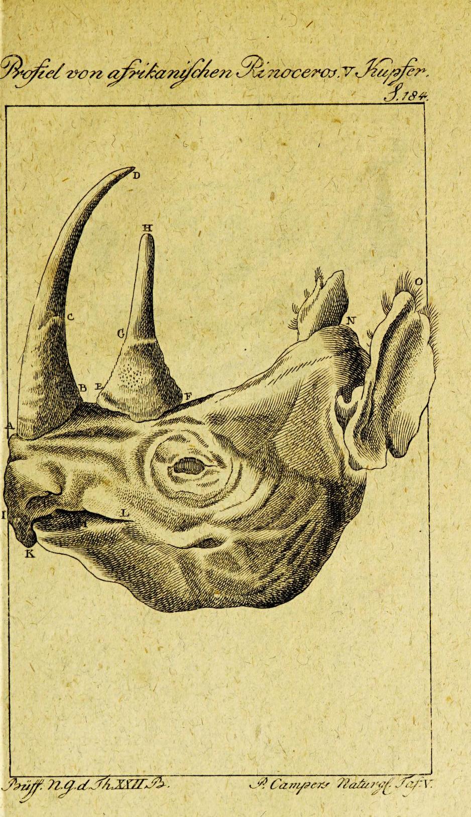 Camper 1798 in Otto’s Buffon