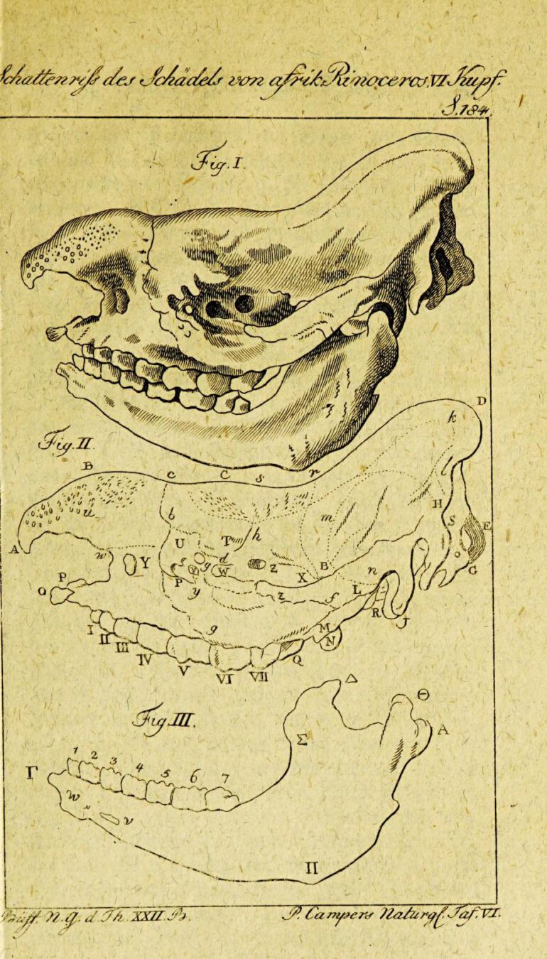 Camper 1798 in Otto’s Buffon