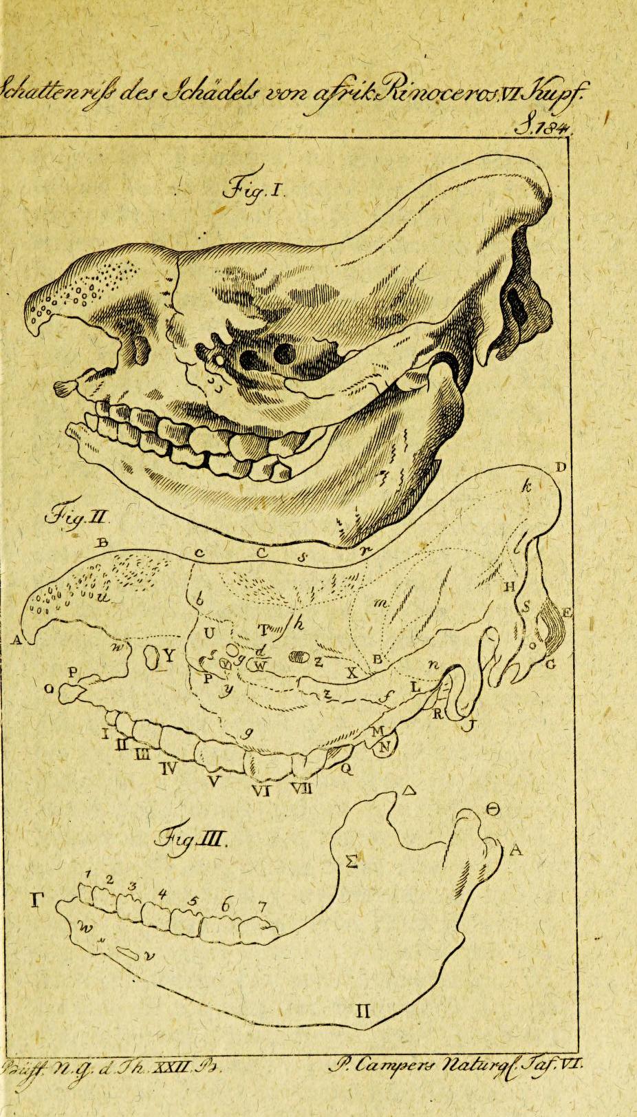 Camper 1798 in Otto’s Buffon