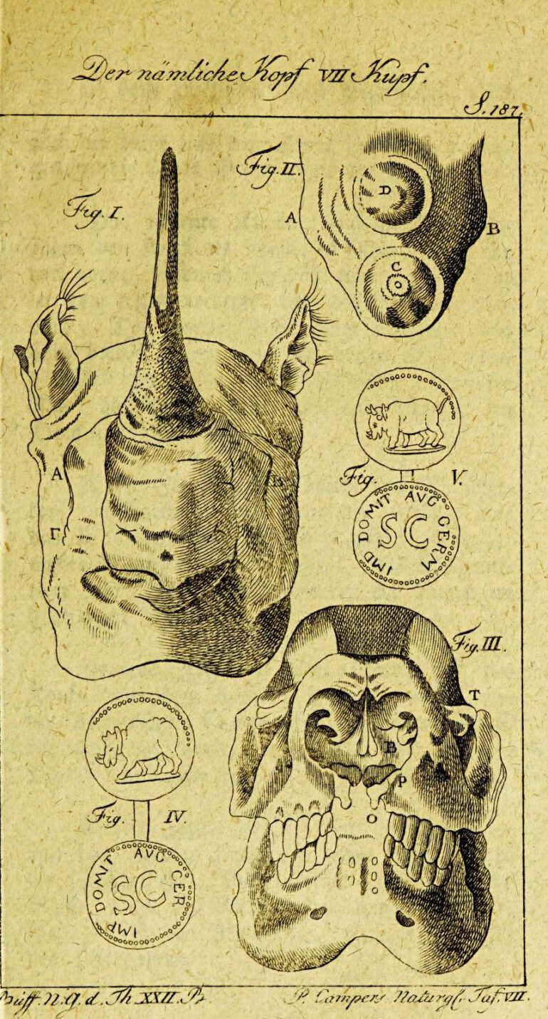 Camper 1798 in Otto’s Buffon