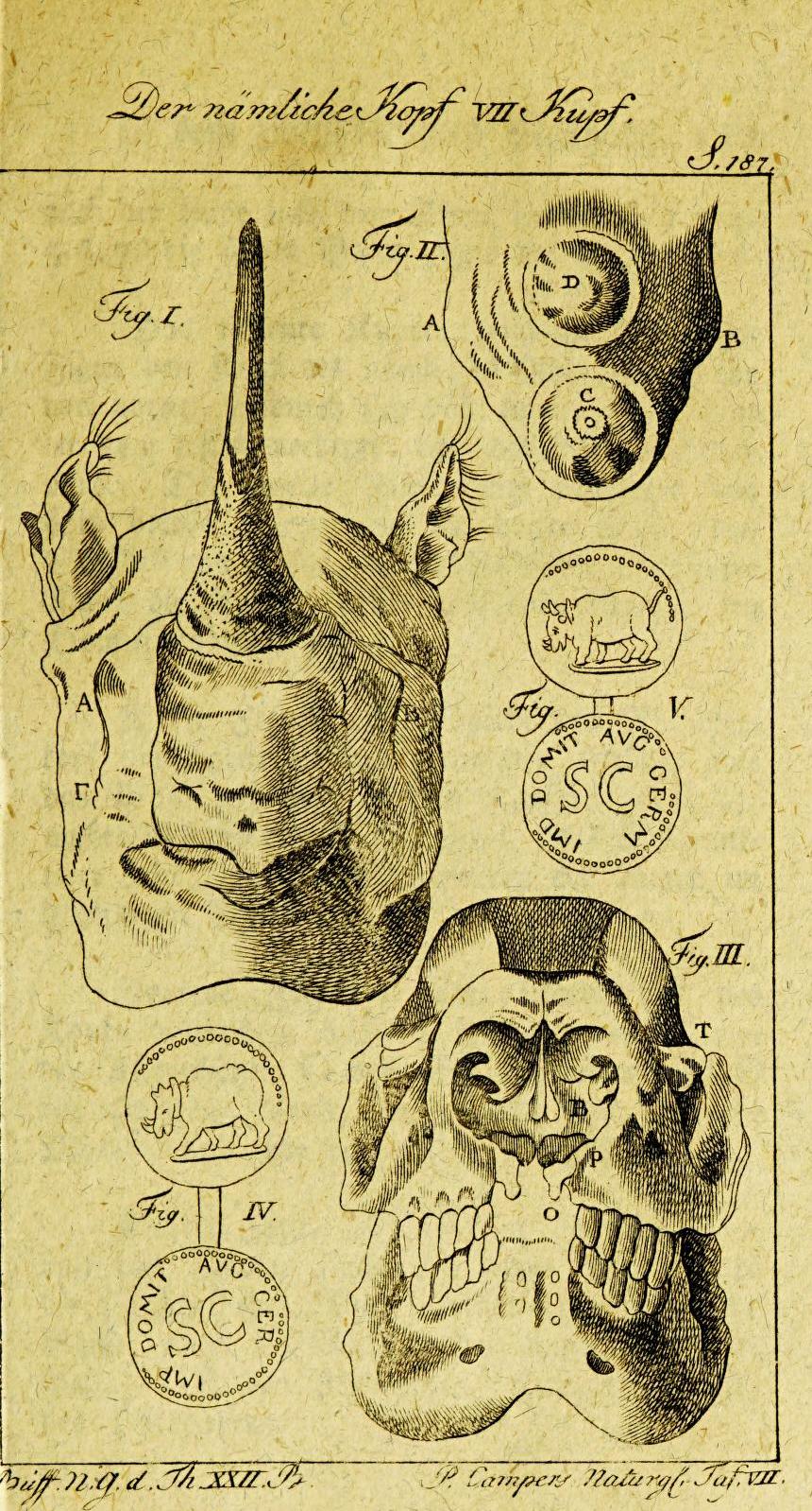 Camper 1798 in Otto’s Buffon