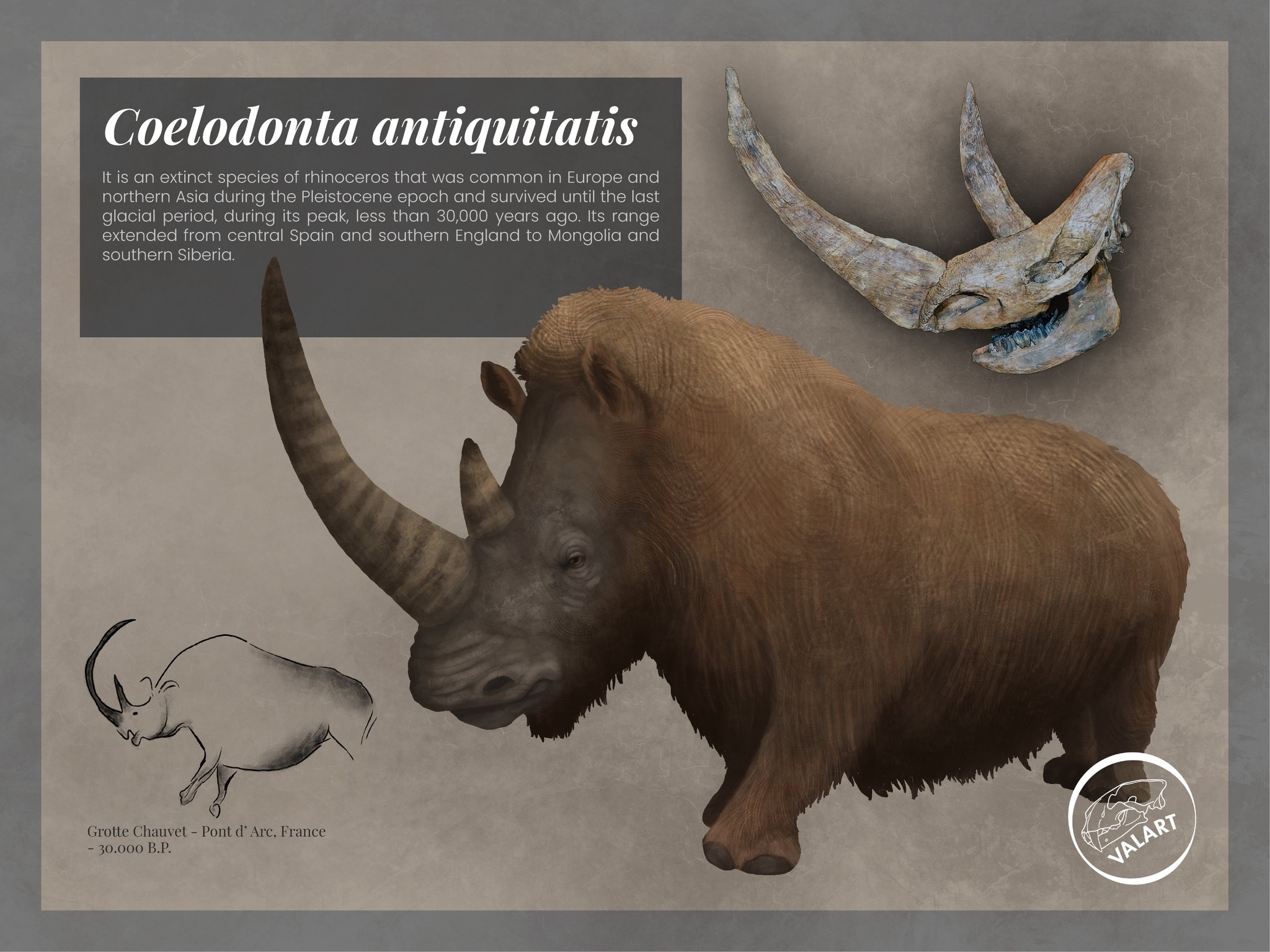 Coelodonta antiquitatis (Blum.) by Valeria Valencia