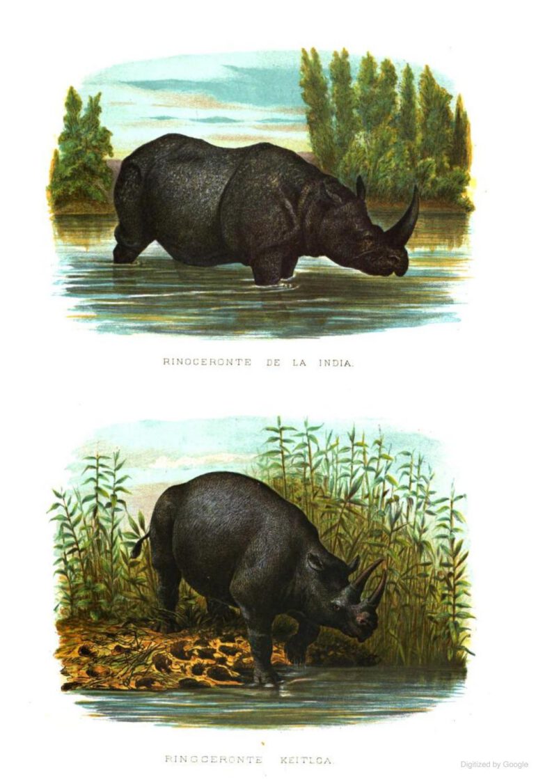 Vilanova 1873 Historia Natural